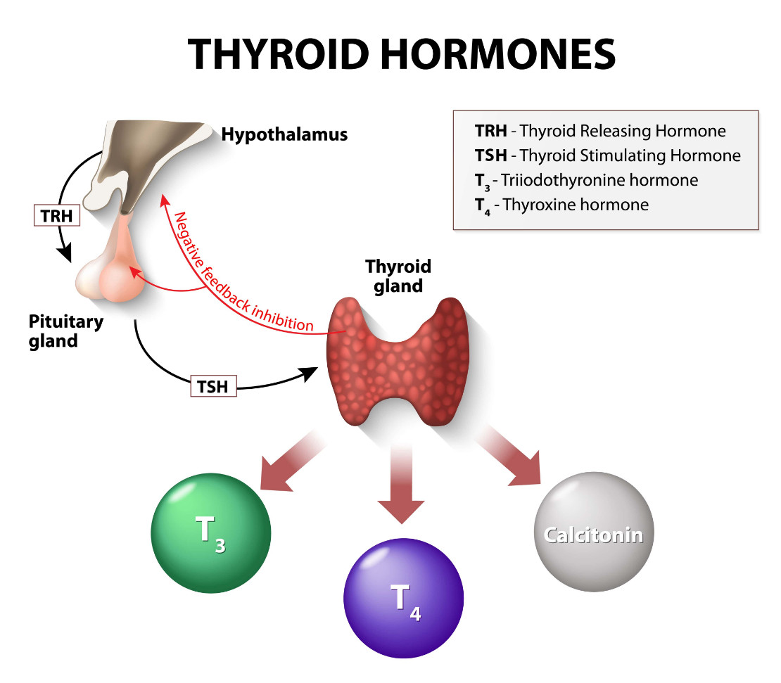 TSH Testing and Hypothyroidism Diagnosis
