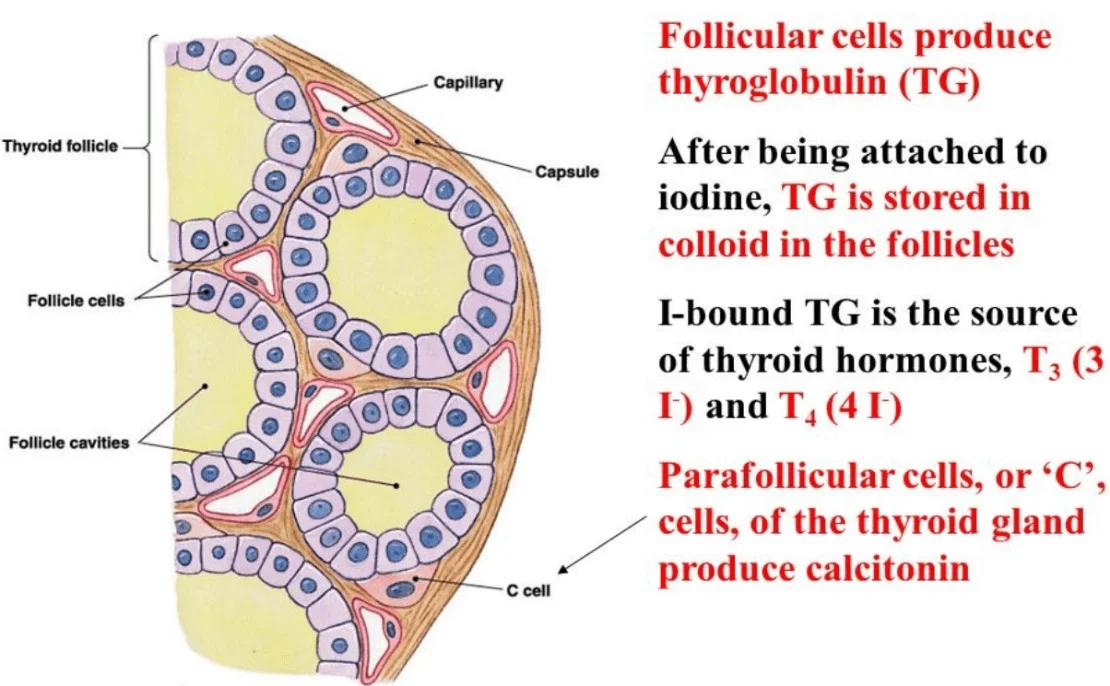The follicular cells synthesize the endocrine hormones through a series of biochemical reactions involving iodine. 